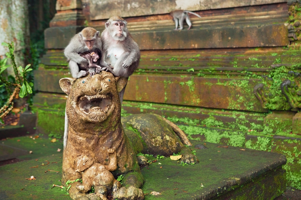 ffenfamilie auf einer Statue im berühmten Affenwald von Ubud, Bali