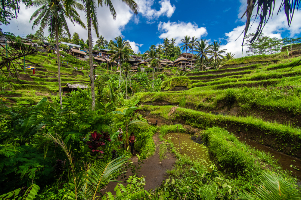 Üppig grüne Reisterrassen von Tegalalang nahe Ubud, Bali