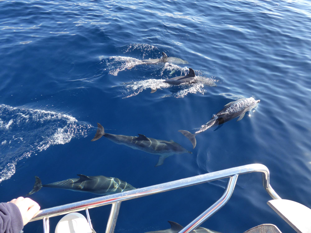 Delfine schwimmen direkt neben einem Boot bei einer Tour an der Algarve – unvergessliches Naturerlebnis in Portugal