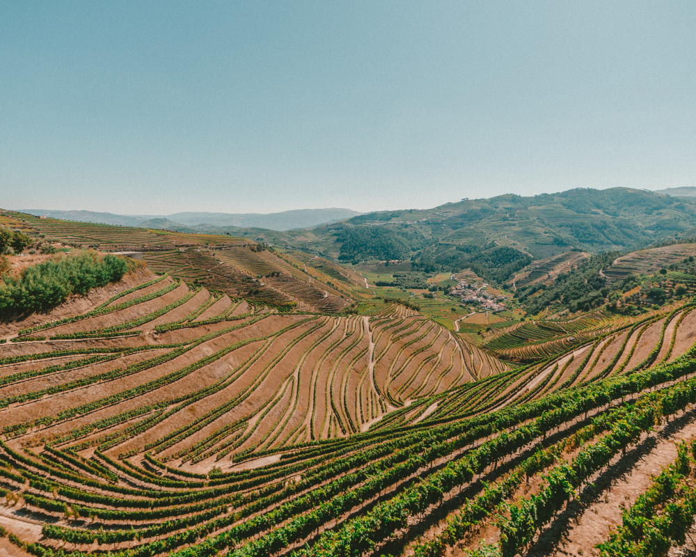 Terrassierte Weinberge im Douro-Tal in Portugal – Heimat des weltberühmten Portweins und eine der schönsten Weinregionen Europas.