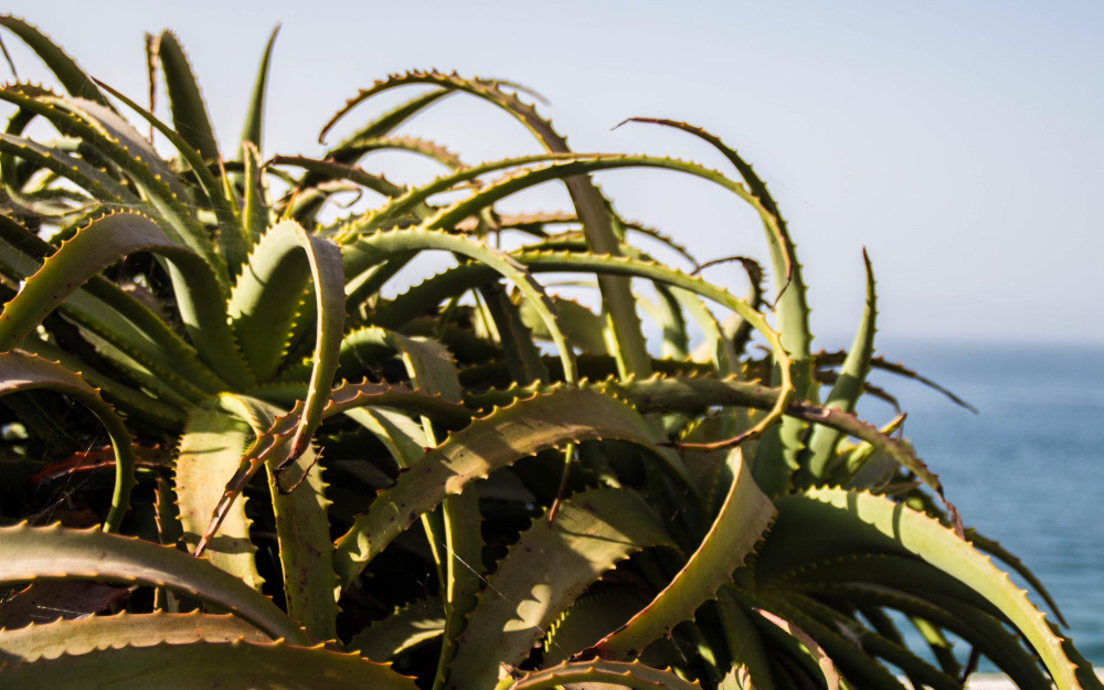 Aloe Vera Pflanzen am Atlantik auf Fuerteventura.