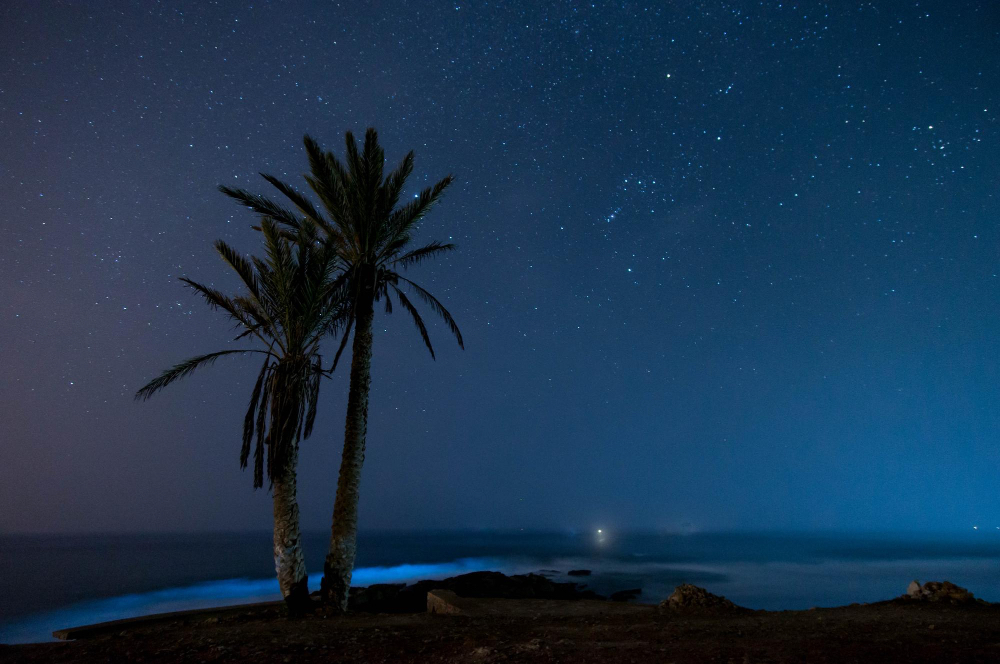 Palmen am Meer unter dem funkelnden Sternenhimmel von Fuerteventura.