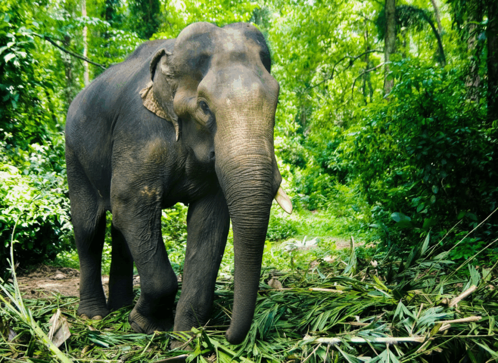 Asiatischer Elefant im Dschungel von Sri Lanka – Safari-Abenteuer im Yala-Nationalpark