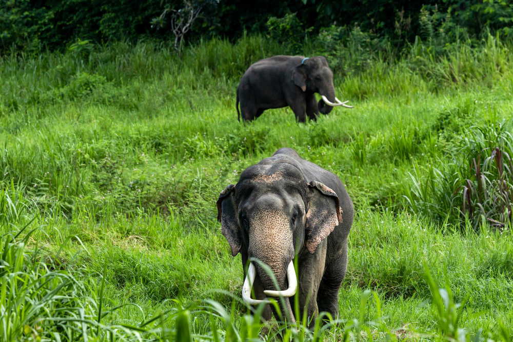Asiatische Elefanten in Udawalawe, Sri Lanka – Safari im Nationalpark
