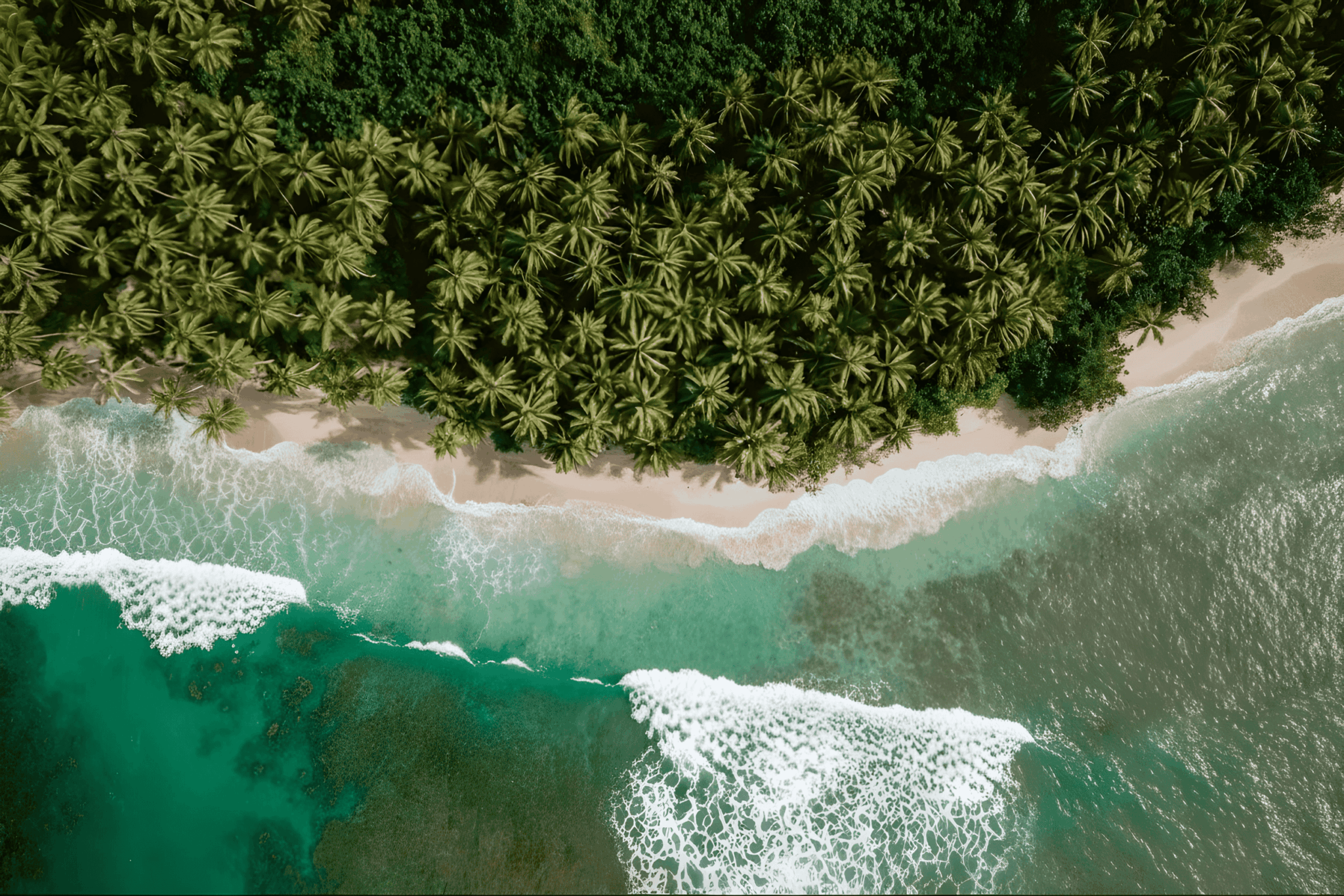 Tropischer Strand in Sri Lanka mit Palmenwald, türkisfarbenem Wasser und idealen Wellen zum Surfen aus der Luftperspektive.